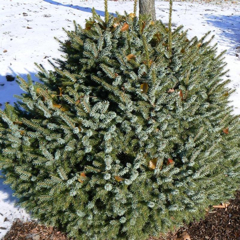 Picea omorika Nana