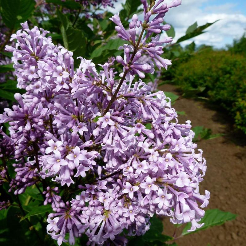 Syringa x prestoniae Preston Lilac Red Wine
