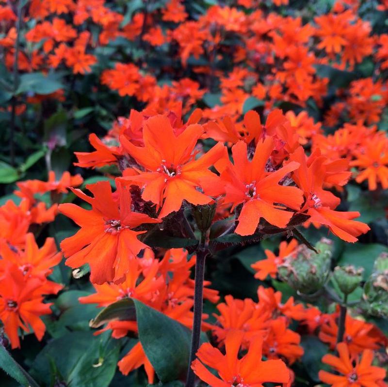 Lychnis arkwrightii Orange Gnome