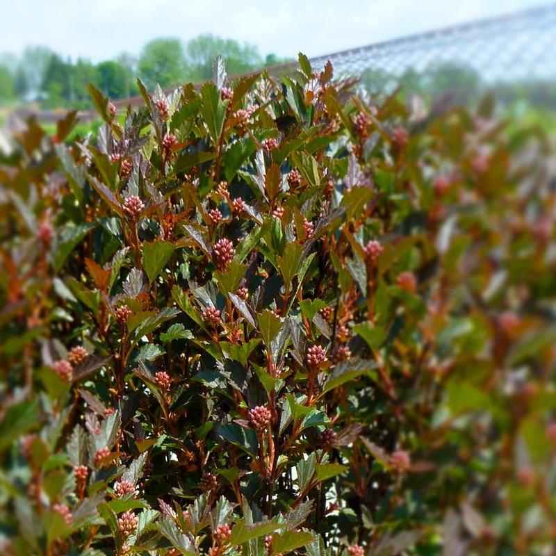 Physocarpus opulifolius First Editions® Donna May