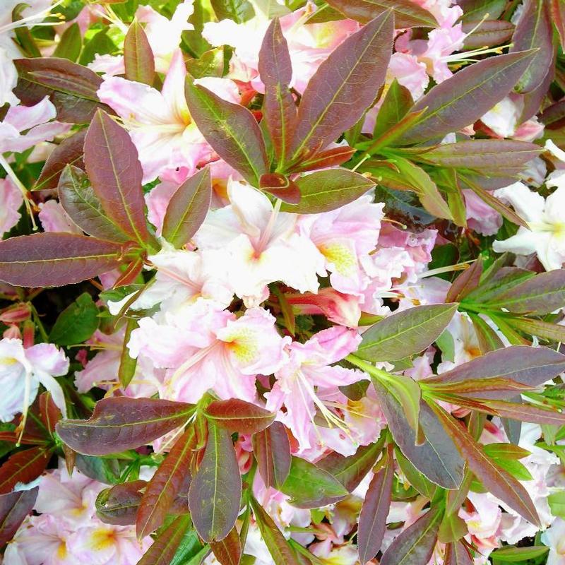 Azalea Lights Tri-Lights