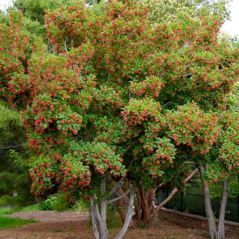 Acer tataricum GarAnn