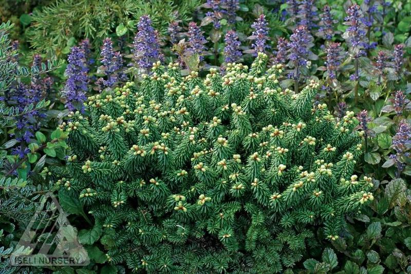 Abies balsamea Piccolo