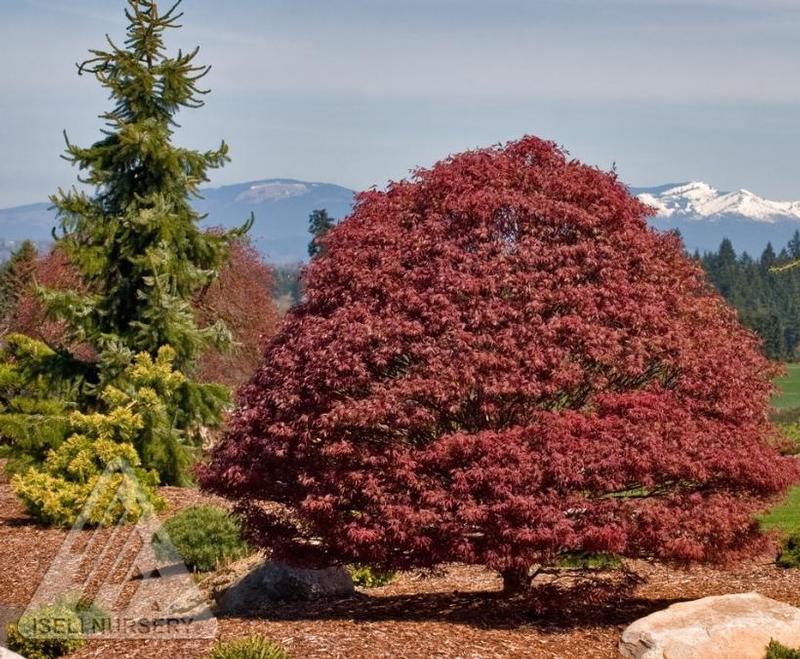 Acer palmatum Rhode Island Red