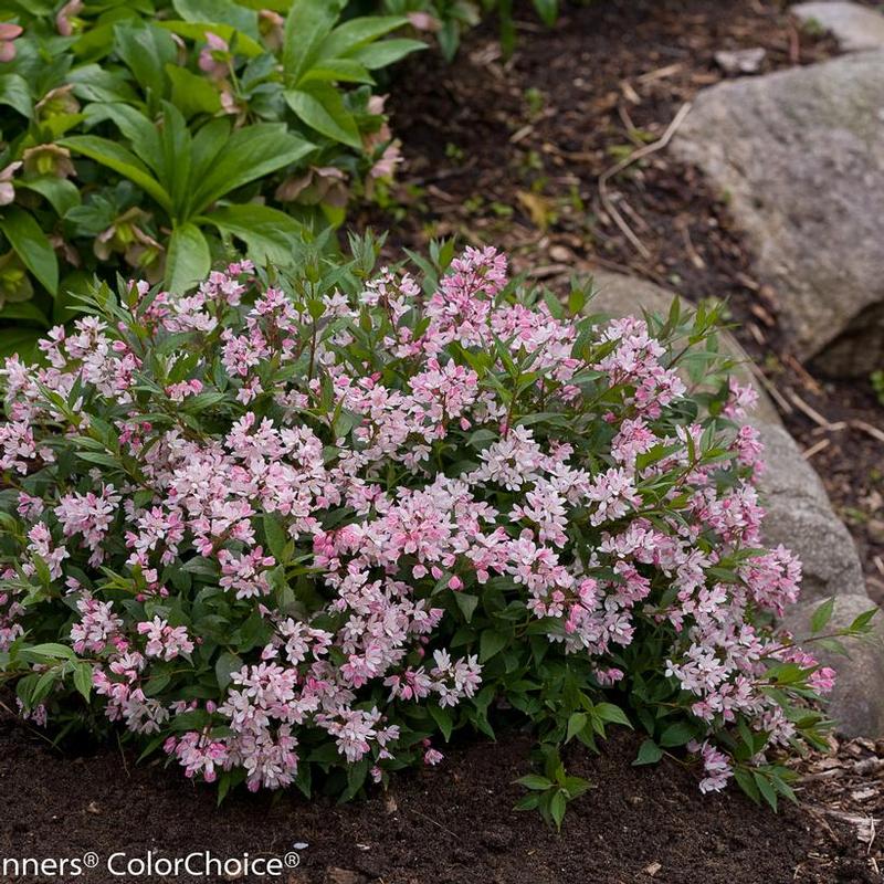 Deutzia x NCDX2