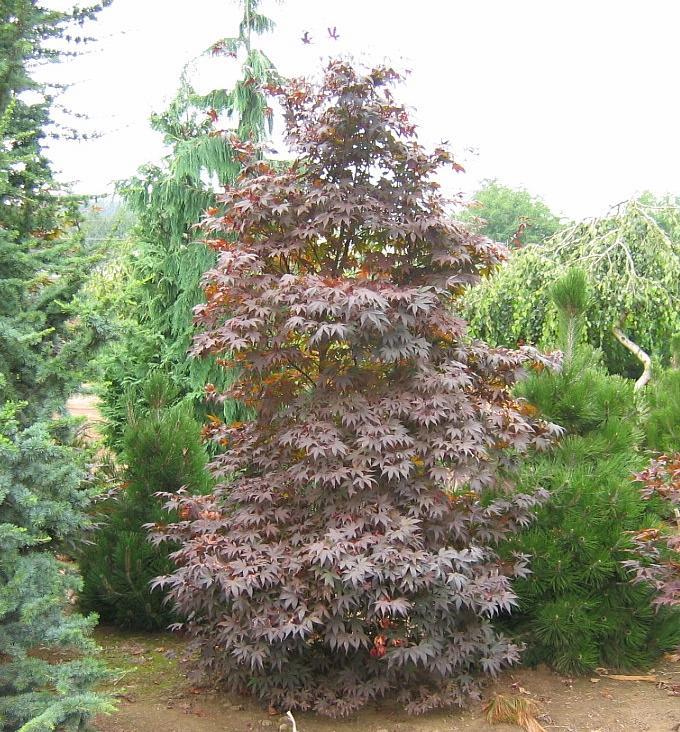 Acer palmatum Wolff