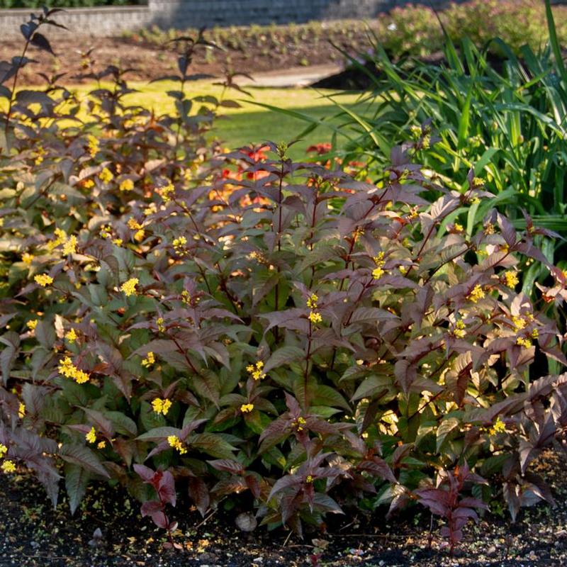 Diervilla splendens Bloomin' Easy® El Madrigal