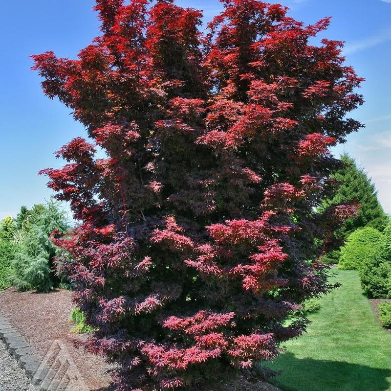 Acer palmatum Twombly's Red Sentinel