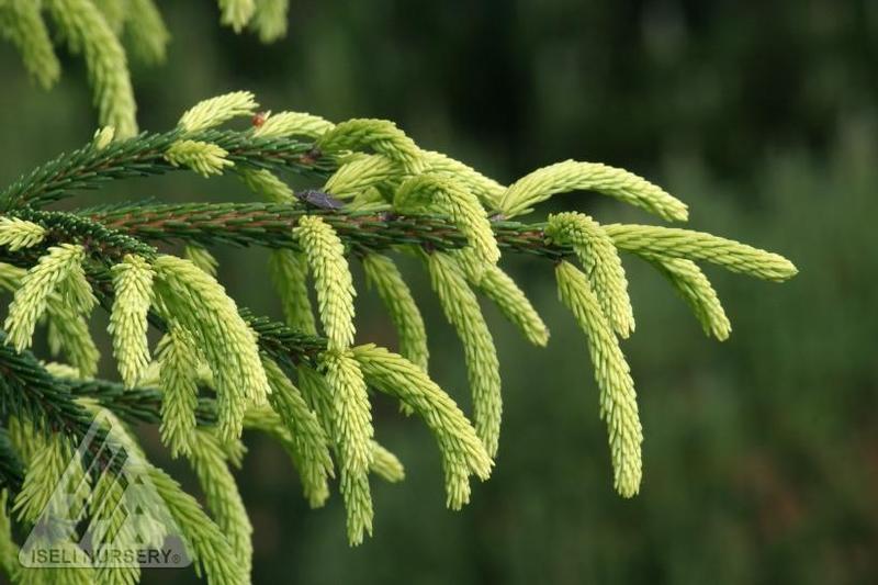 Picea orientalis Early Gold