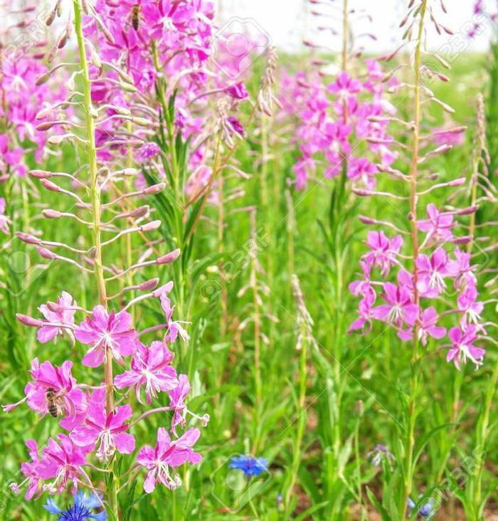 Epilobium angustifolium 