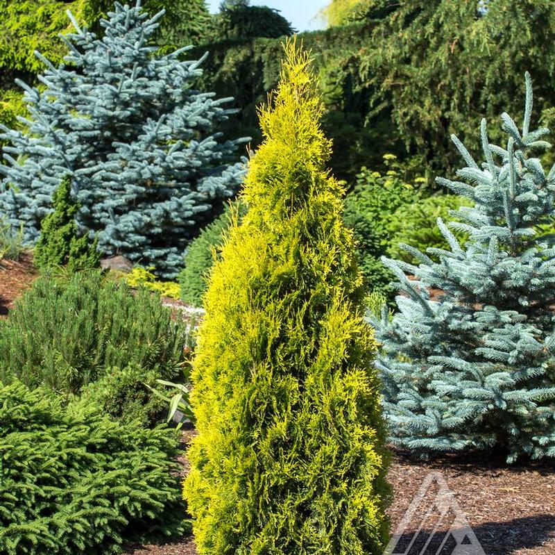 Thuja occidentalis Jantar