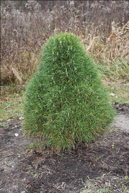 PInus sylvestris Green Penguin