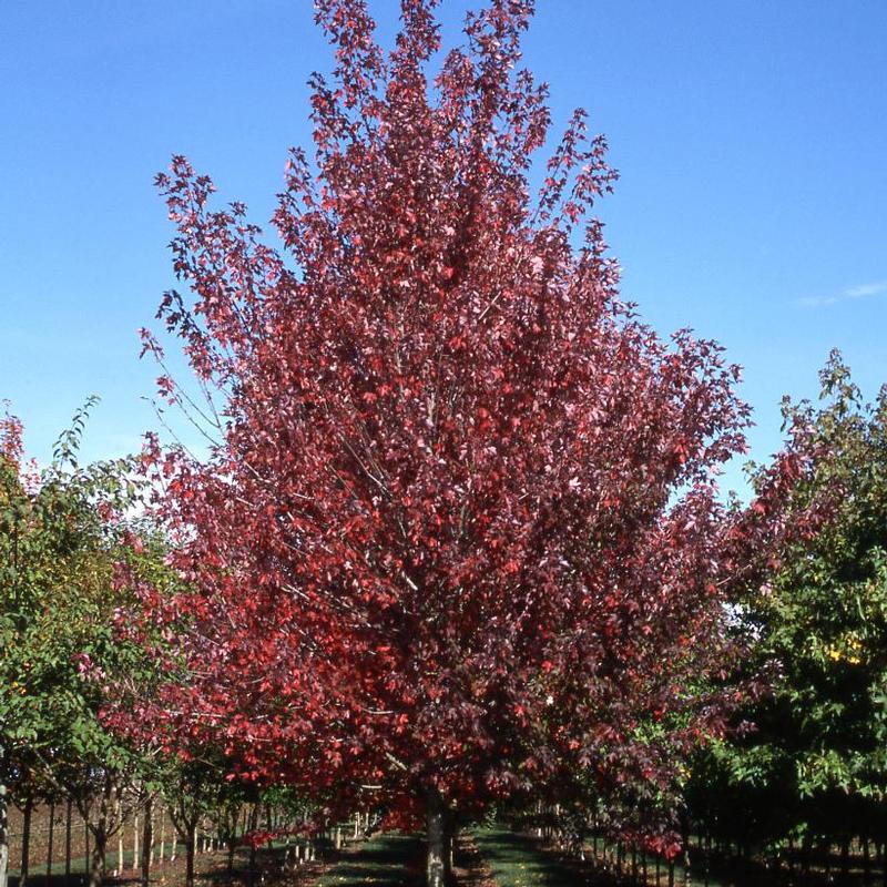 Acer rubrum Frank Jr.