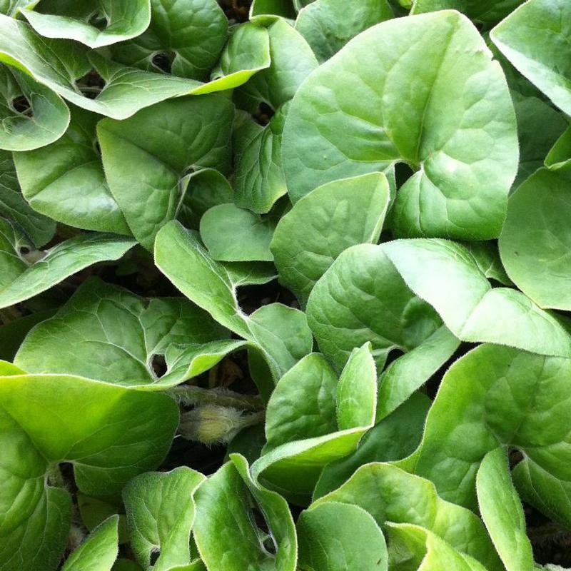 Asarum canadense 