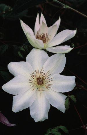 Clematis Henryi