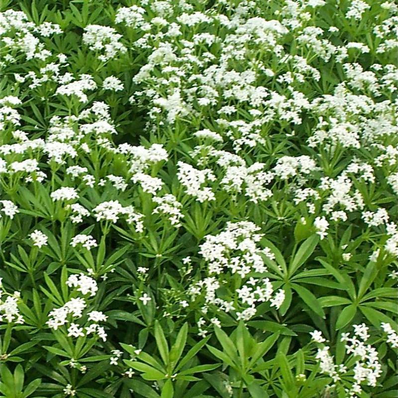 Galium odoratum 