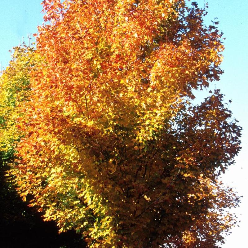 Acer saccharum Green Mountain