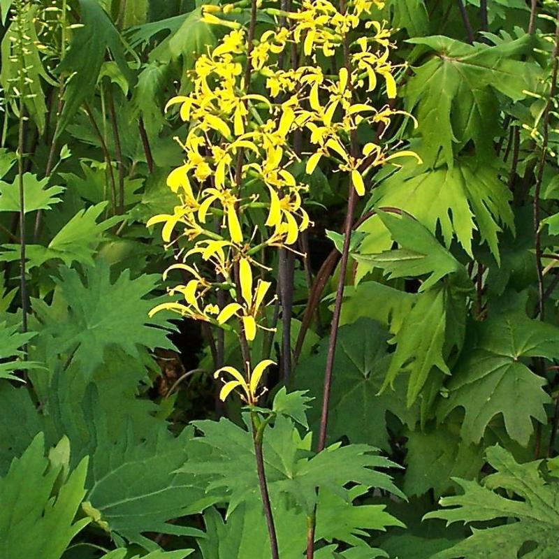 Ligularia przewalskii 