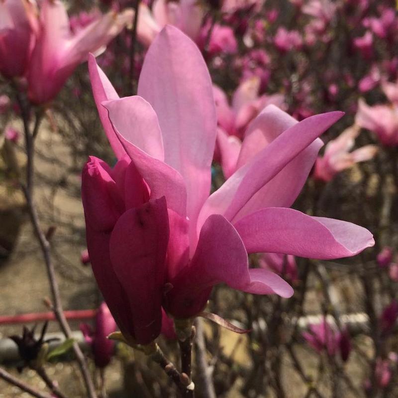 Magnolia x Little Girl Ann