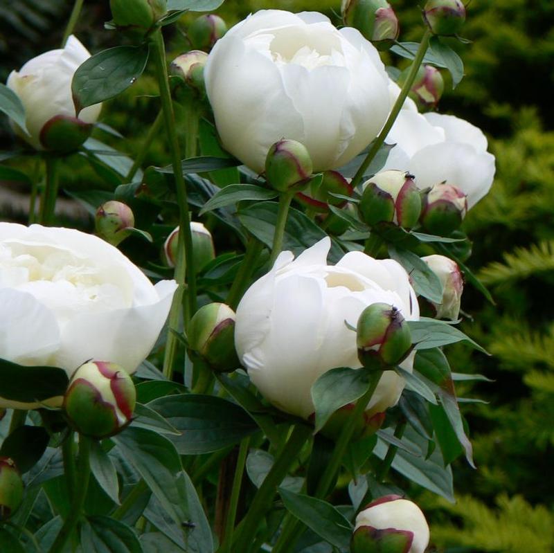Paeonia Duchesse de Nemours