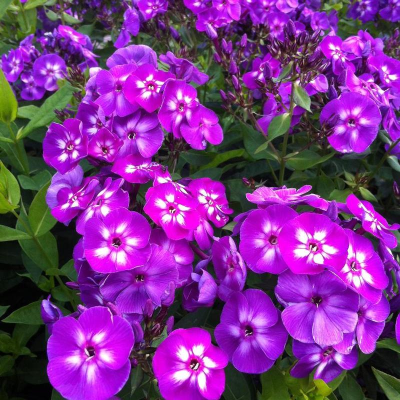 Phlox paniculata Laura