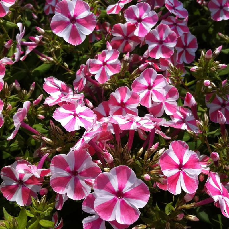 Phlox paniculata Peppermint Twist