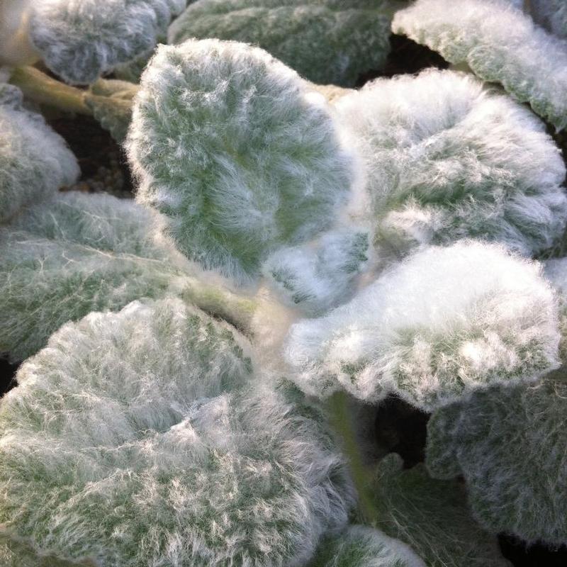 Salvia argentea 
