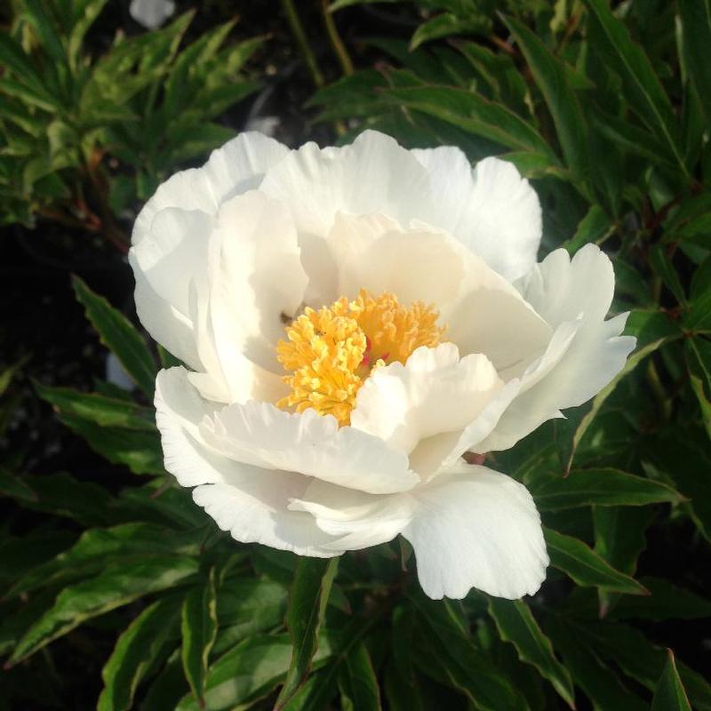 Paeonia Jan Van Leeuwen