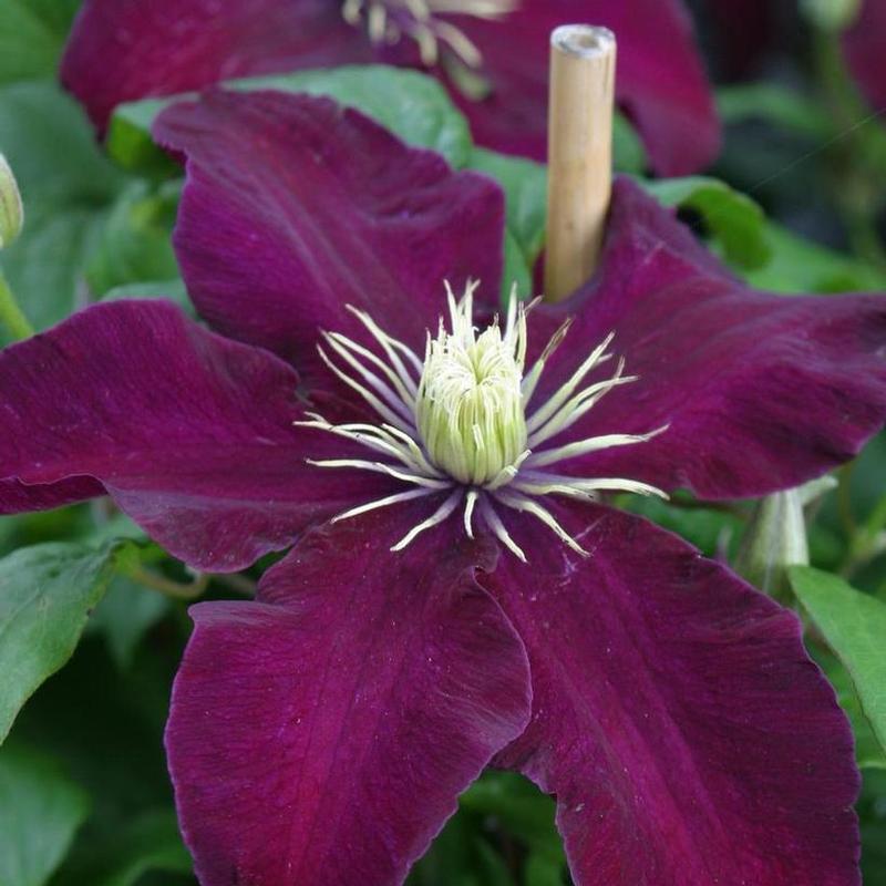Clematis Niobe