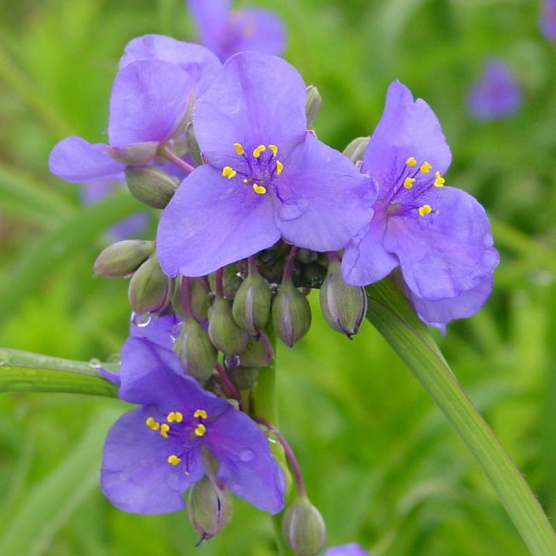 Tradescantia ohiensis 