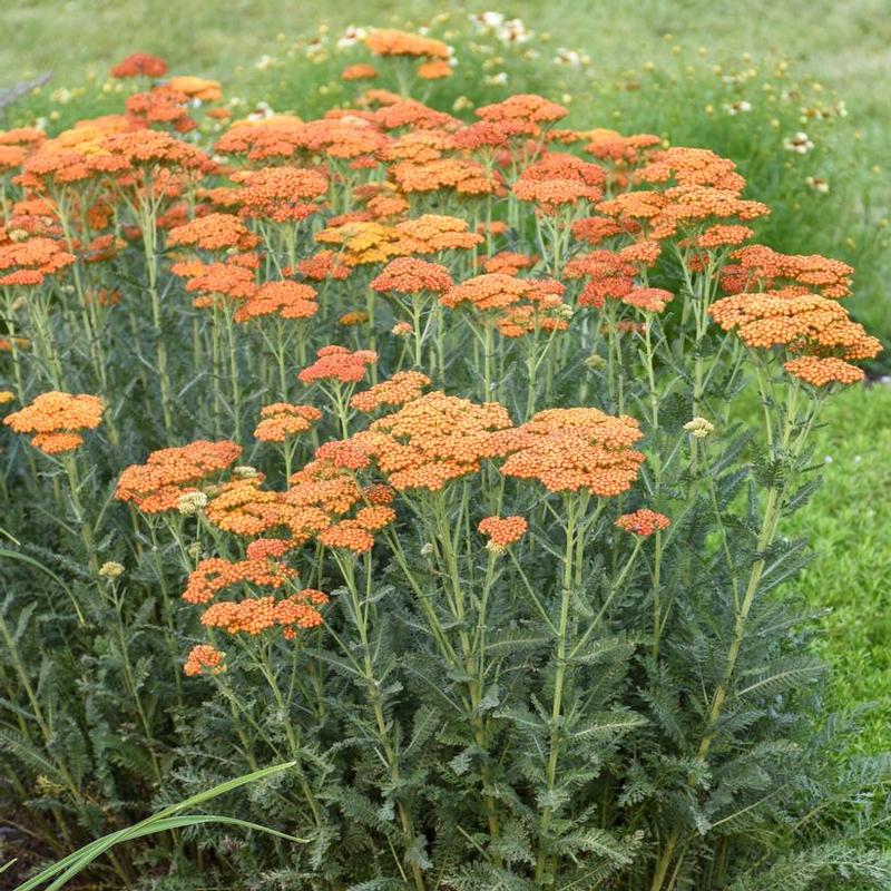 Achillea x Sassy Summer Collection Sassy Summer Sunset