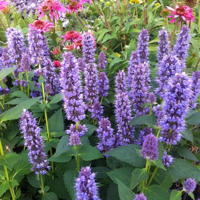 Agastache foeniculum Blue Fortune