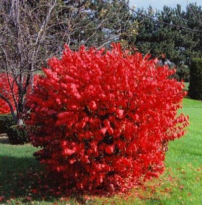 Euonymus alatus Blade Runner