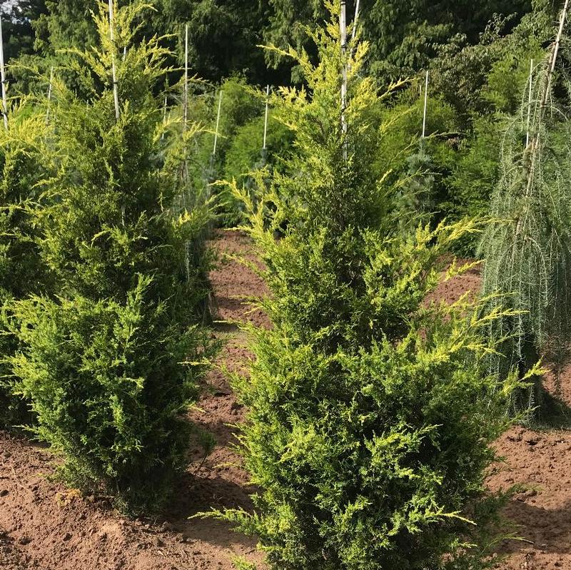 Juniperus chinensis Mac's Golden