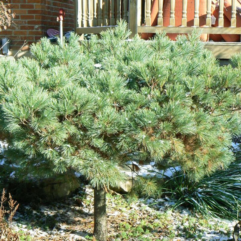 Pinus strobus Nana