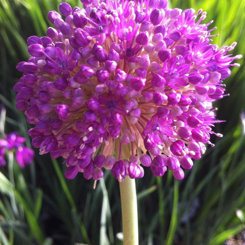 Allium giganteum 