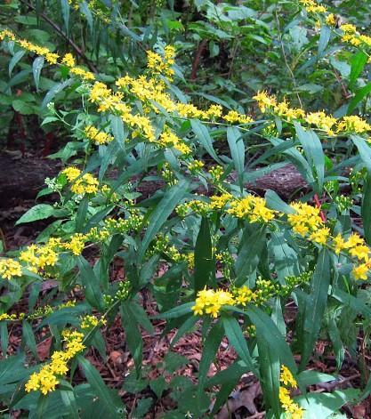 Solidago caesia 