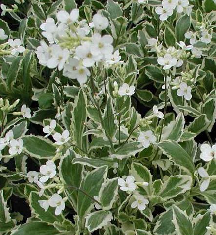 Arabis caucasica Variegata