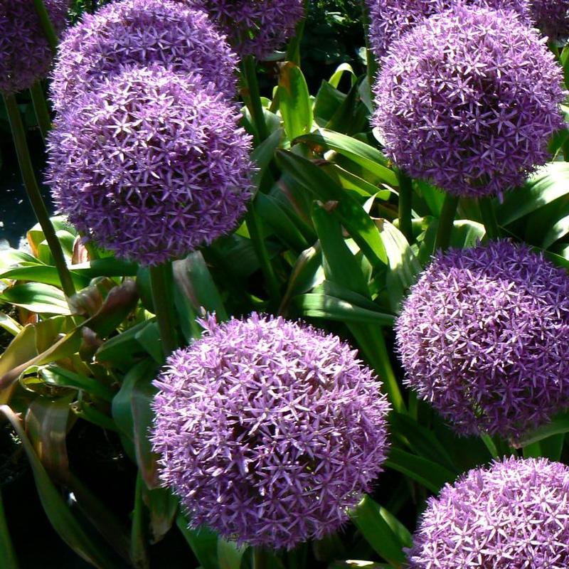 Allium giganteum Globemaster