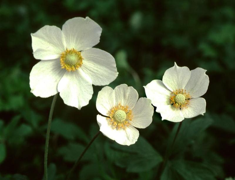 Anemone canadensis 