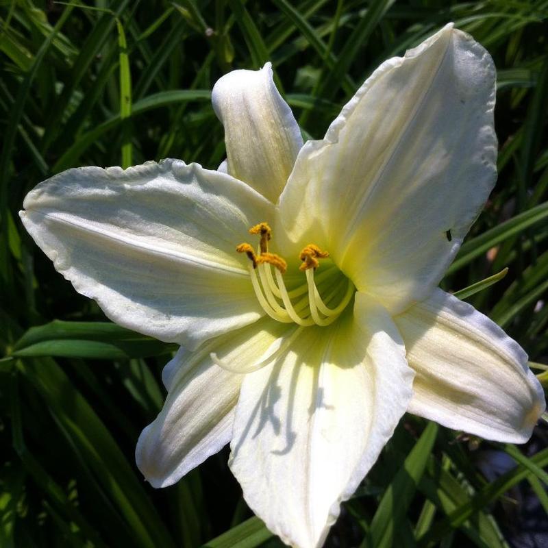 Hemerocallis Dad's Best White