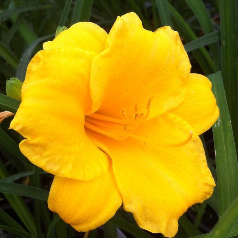 Hemerocallis Mini Stella