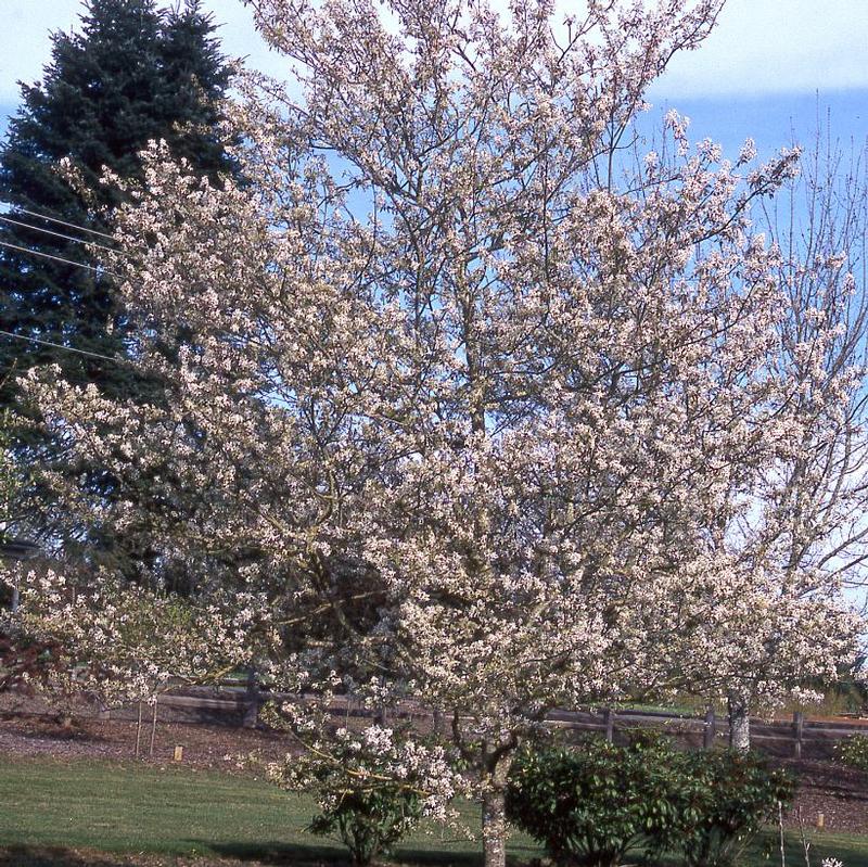 Amelanchier x grandiflora Princess Diana