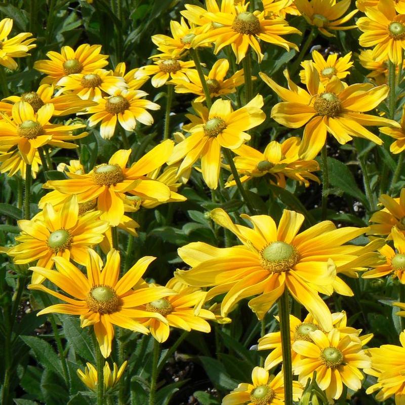 Rudbeckia hirta Prairie Sun
