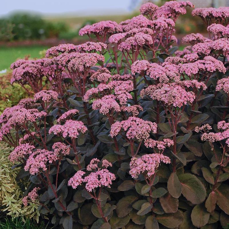 Sedum x Rock 'N Grow® Maestro