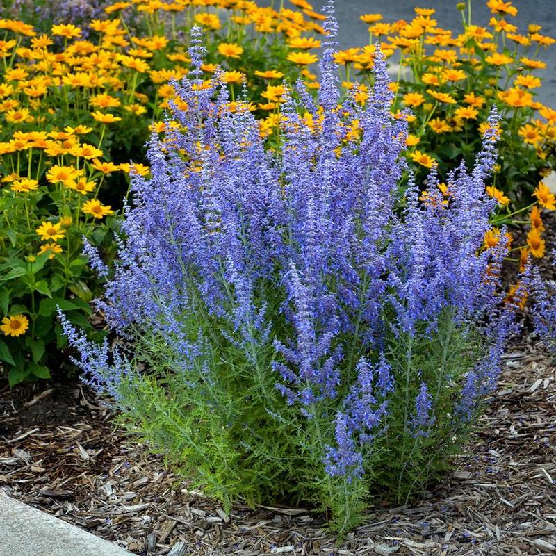Perovskia atriplicifolia Denim 'n Lace