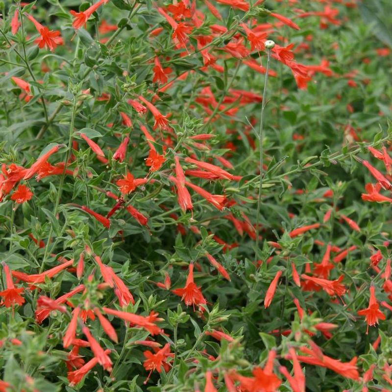 Zauschneria garrettii Orange Carpet