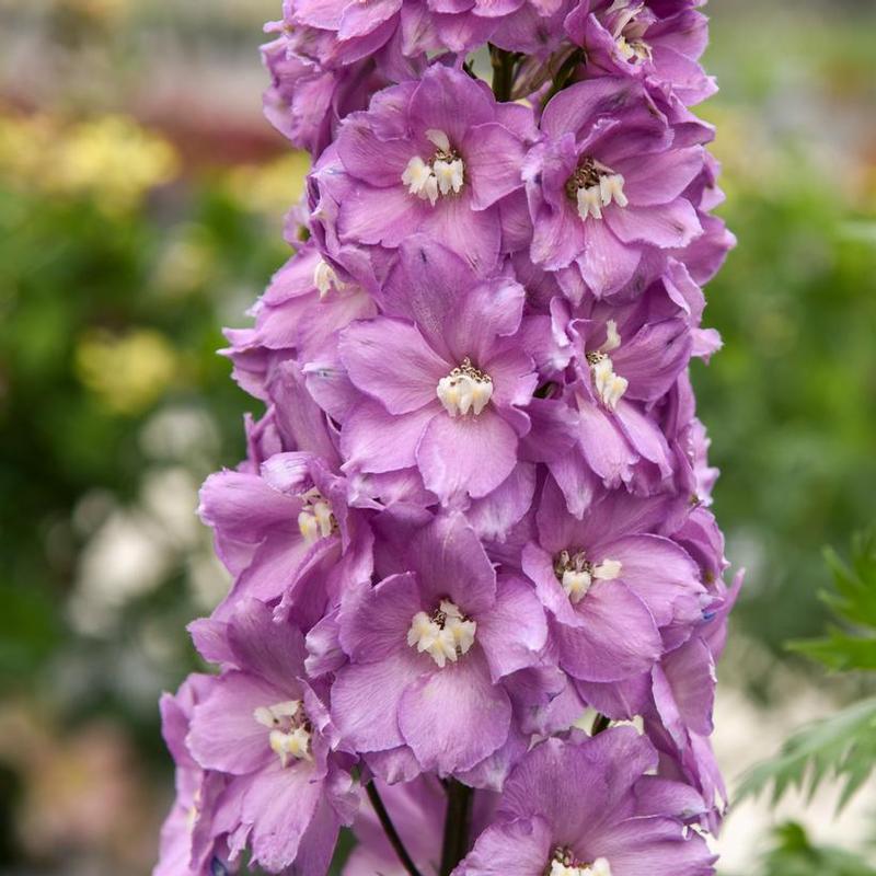 Delphinium elatum Million Dollar Blush