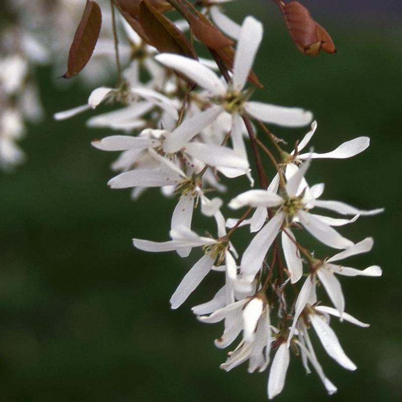 Amelanchier laevis 