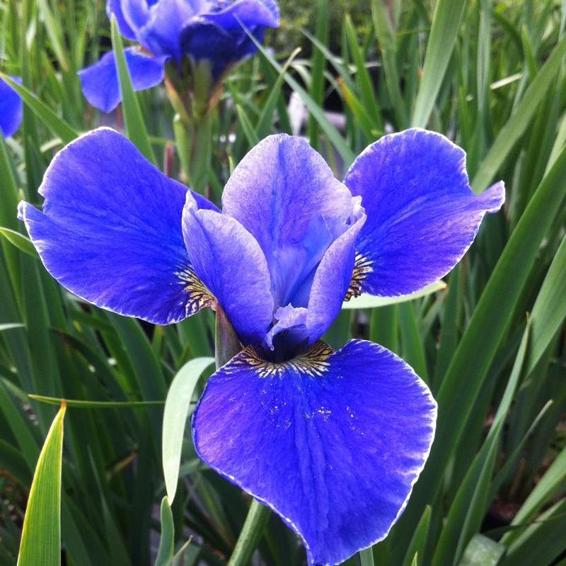 Iris sibirica Silver Edge